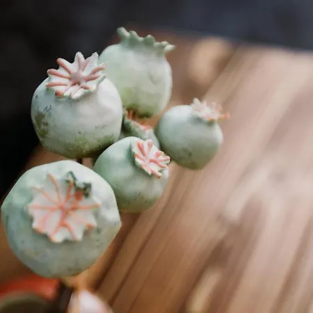 Morisi Avlu ألاتشاتي